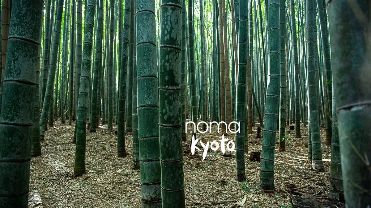 Noma Kyoto 即將在明年春天登場。