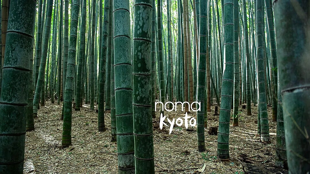 Noma Kyoto 即將在明年春天登場。