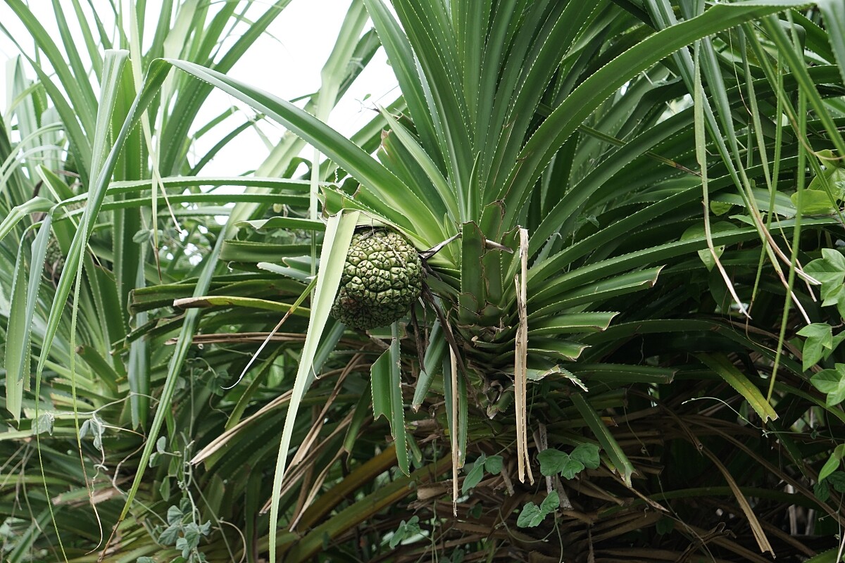 富岡地質公園生態相當豐富。