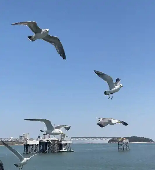 好多海鷗圍繞在船旁邊（圖／@ruofan21）