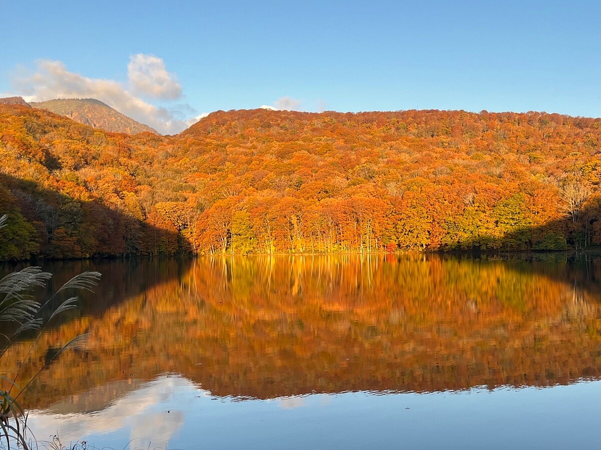 隨著太陽上升的角度變化回橘黃色的櫸木林。