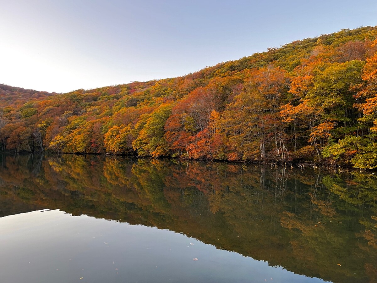 日落前另一側的櫸木林。