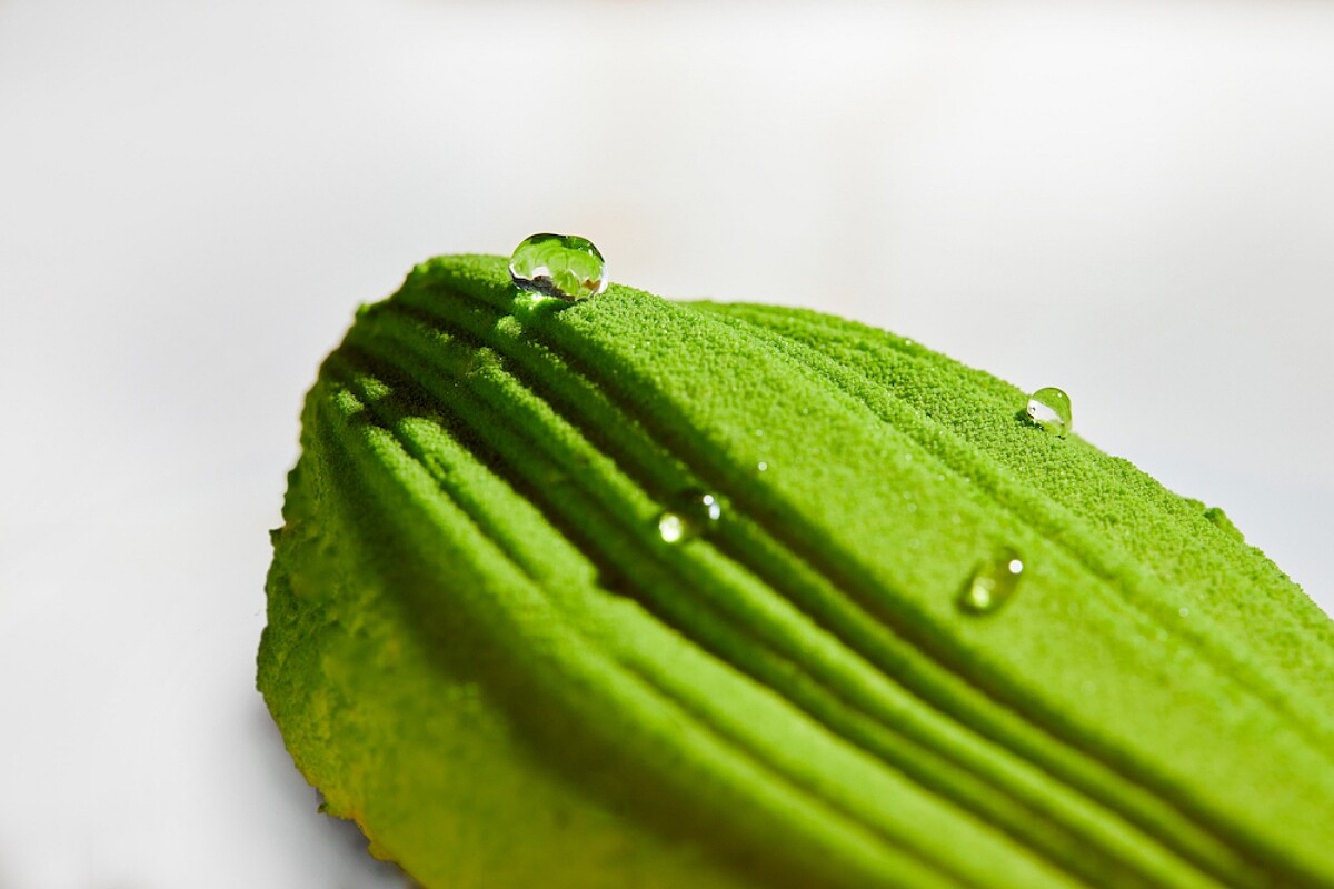 含苞待放 Blub。