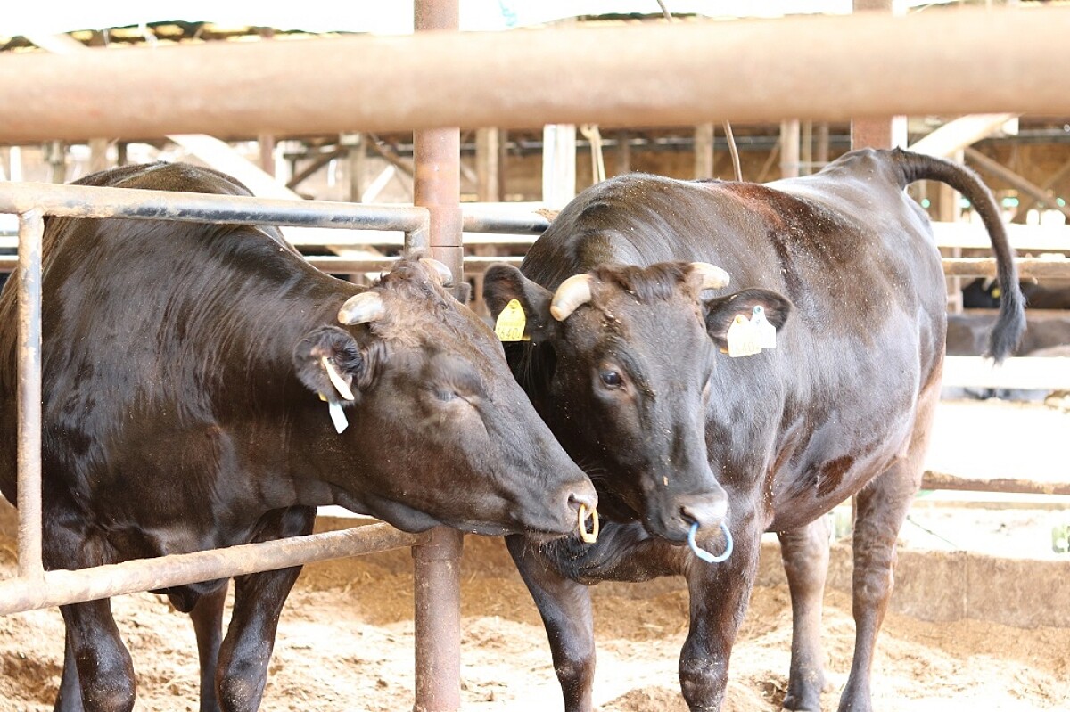 繼近江牛後苗林行又獨家代理了「尾崎牛」。