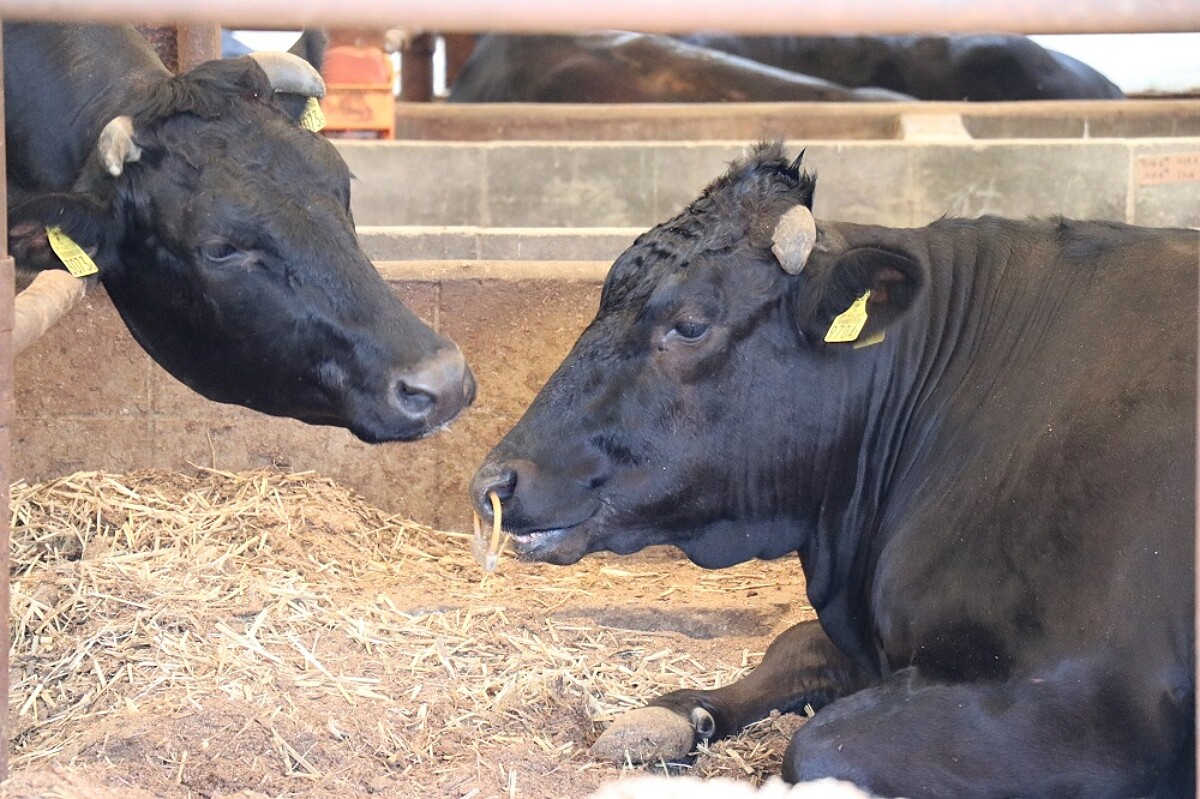 尾崎牛的飼料不含添加物更加入炭粉，牛糞臭味較低。