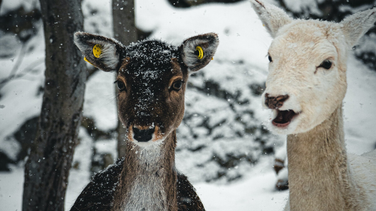 24節氣小雪3習俗吃什麼？5禁忌不利養生，過於早起恐傷身