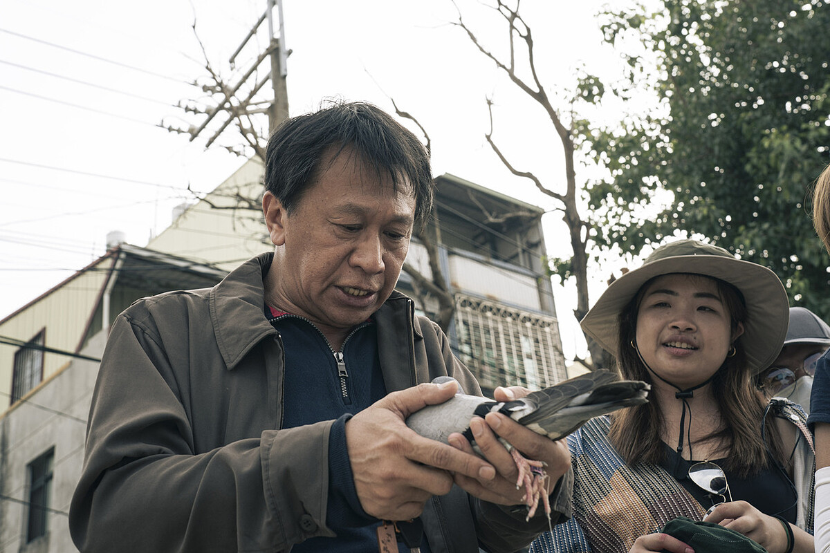 《一家子兒咕咕叫》游安順與鴿子培養感情