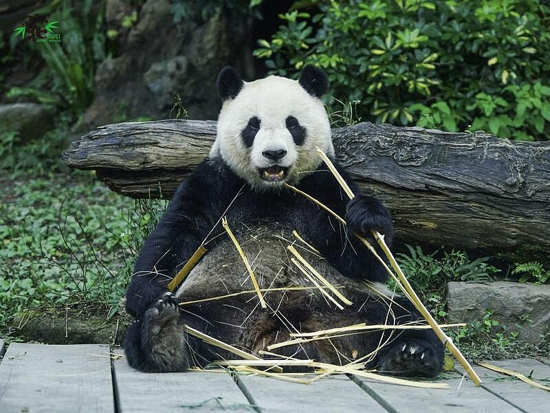 食慾旺盛,不小心吃太胖的團團