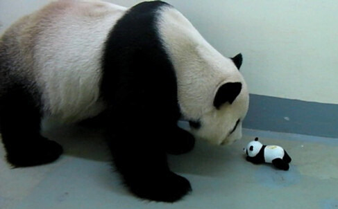 團團v.s「偽圓仔」的初見面