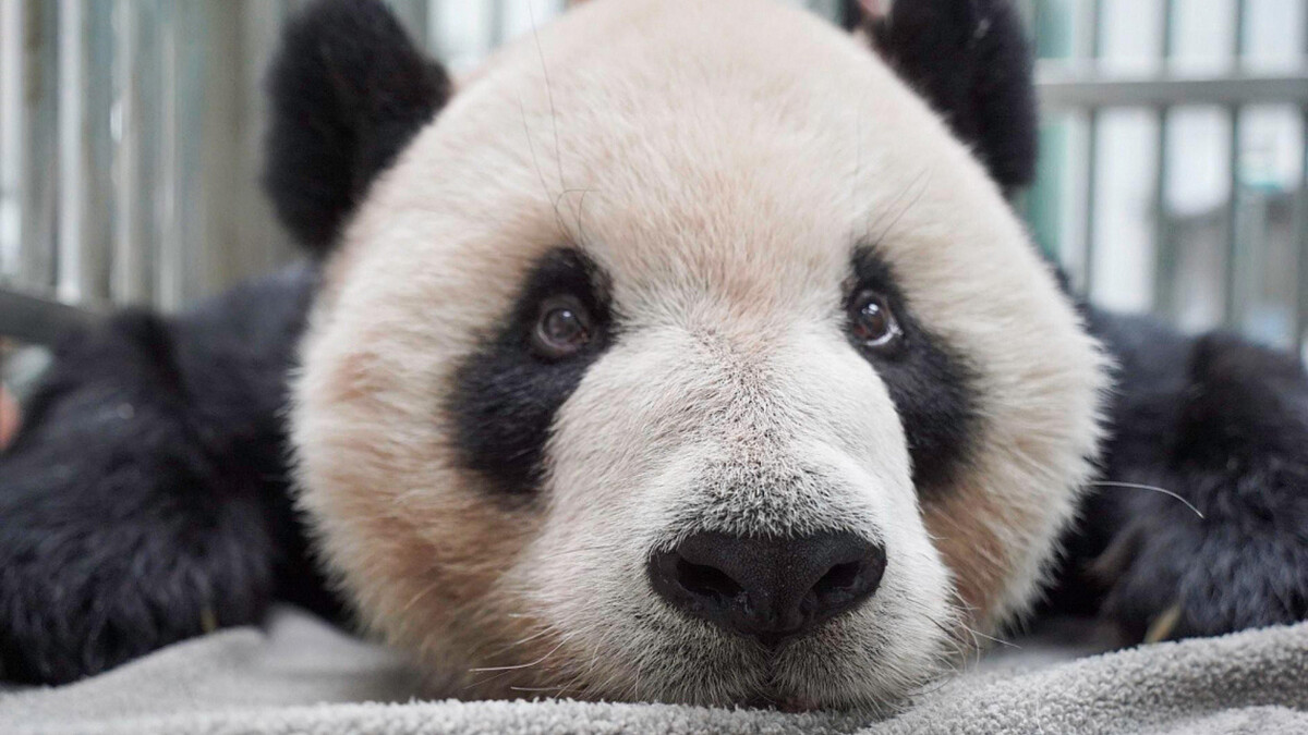 團團的6個可愛秘密！全球首隻戴牙套的貓熊、仰臥起坐減肥，竟認不得圓仔是自己的女兒？