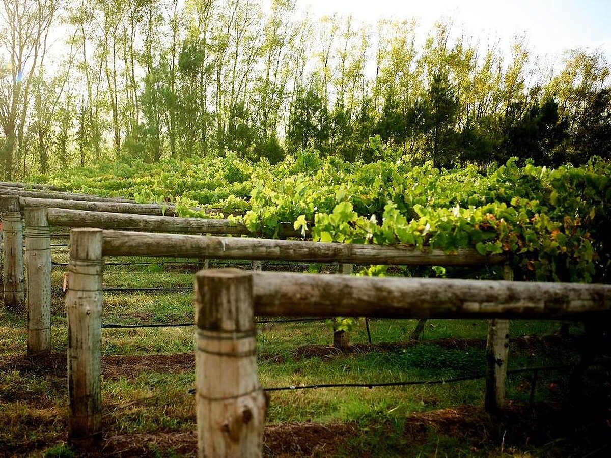 「Seppelt 獅鉑酒莊」來自澳洲。