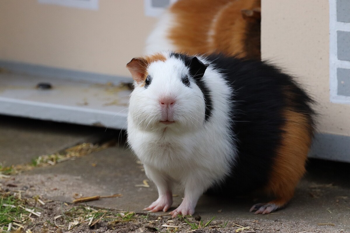 示意圖/翻攝自Pixabay作者Lars