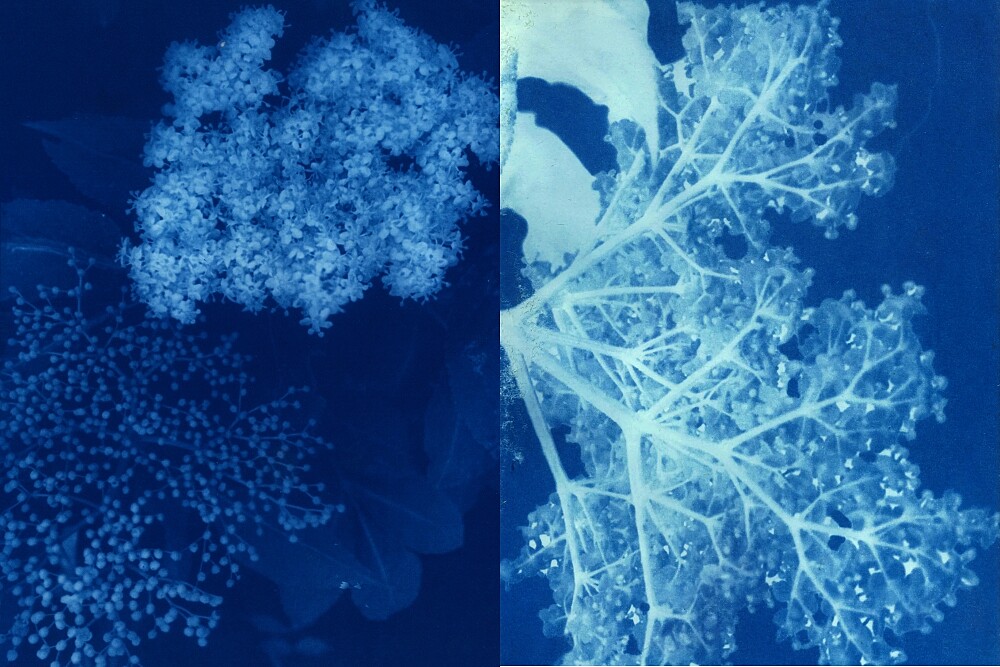 L:A BRUKET 2022聖誕限量經典身體保養組(接骨木花)藍晒圖。