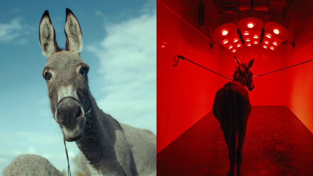 《如果驢知道》:今年最前衛奇幻的電影,驢子EO流浪記!波蘭前進奧斯卡最佳國際影片代表