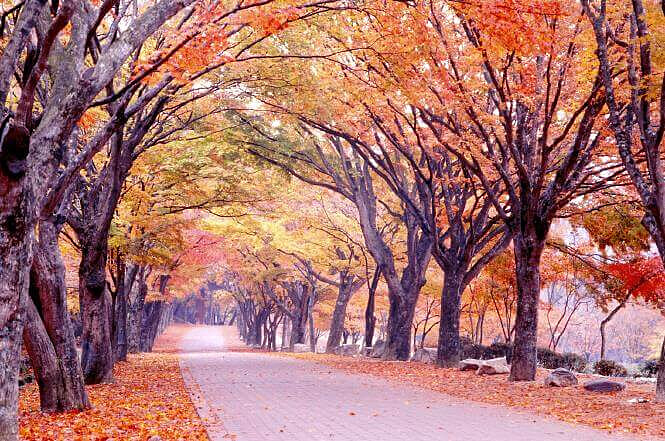 圖/內藏山國立公園官方網站