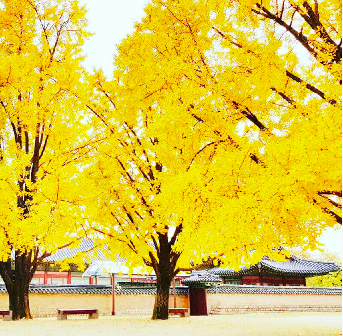 圖/景福宮官方Instergram