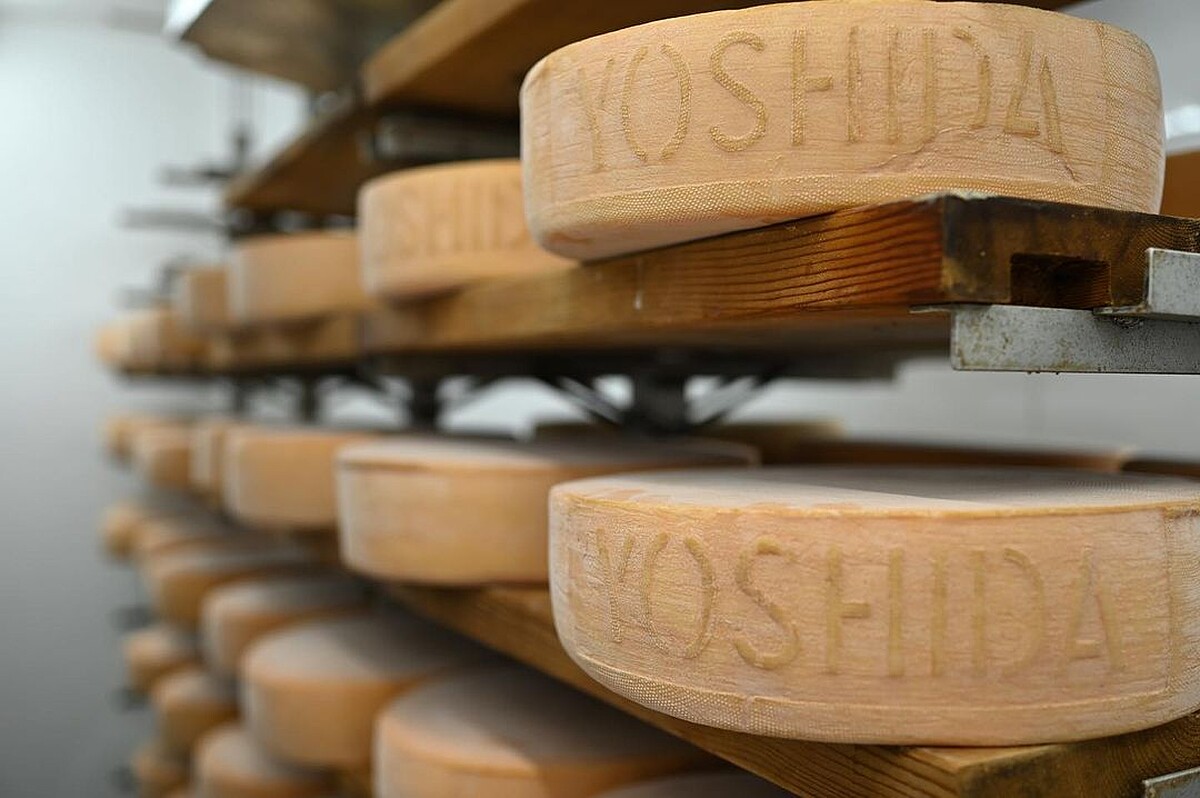 Photo/ Instagram @yoshida_dairy_farm