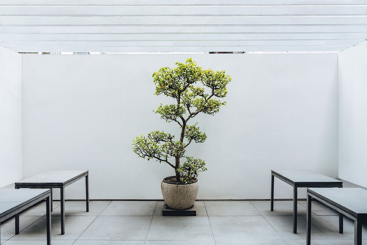 一旁有白色庭園，引入大量的自然光。