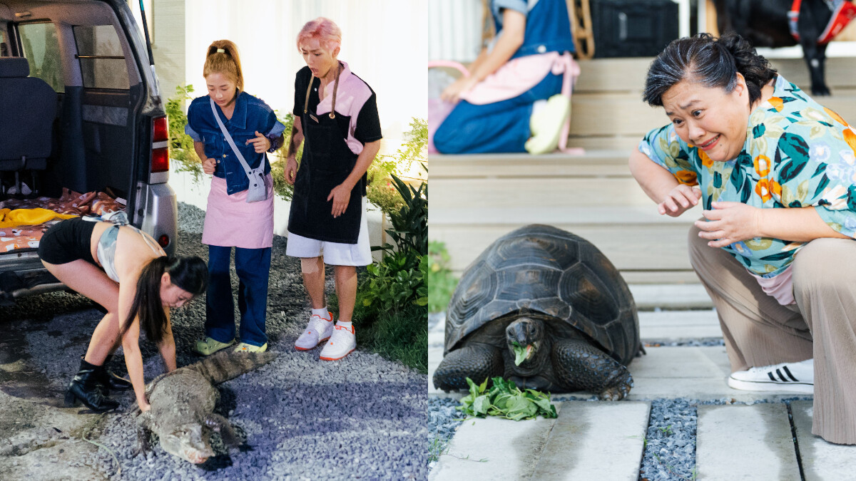 《嗨！營業中》看羊駝打滾！炎亞綸嚷「不真實」 龐然大物現身嚇瘋吳映潔