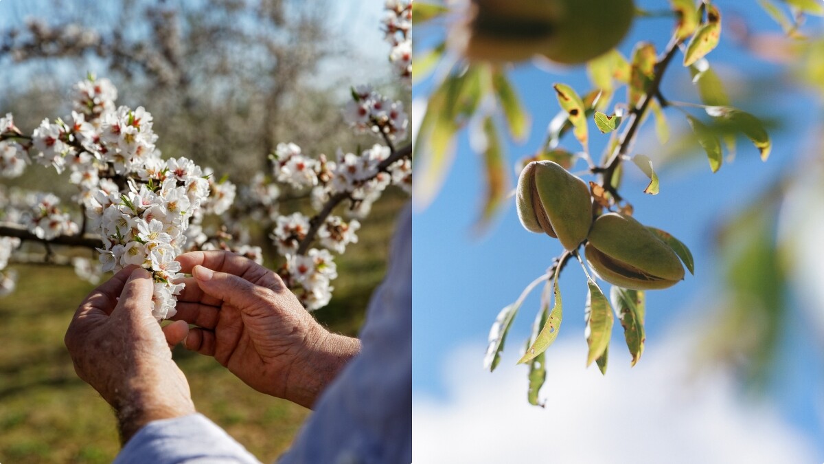 L&rsquo;OCCITANE普羅旺斯瓦倫索高原杏仁樹。