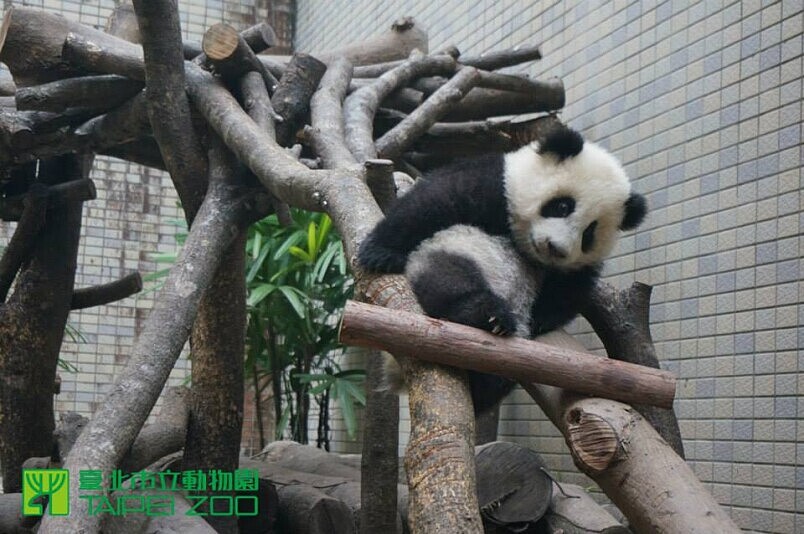 圓仔悠閒的在戶外活動