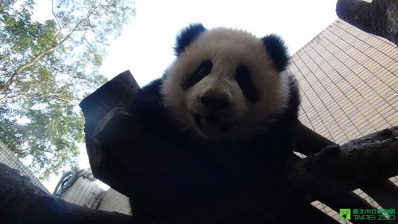 小貓熊「圓仔」正式亮相倒數計時 全球最受歡迎貓熊寶寶熱情催票中！