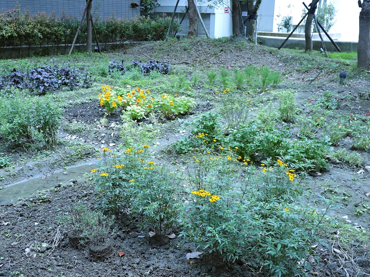 餐廳後方種植了數十種香草植物,全都有機會成為料理素材。