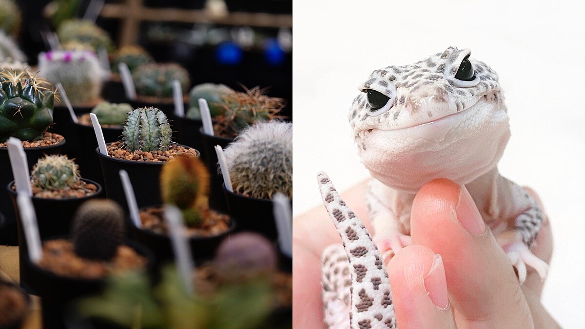 來去看超萌守宮！台中第一場植物爬蟲市集「艸我的方向走來」3月登場