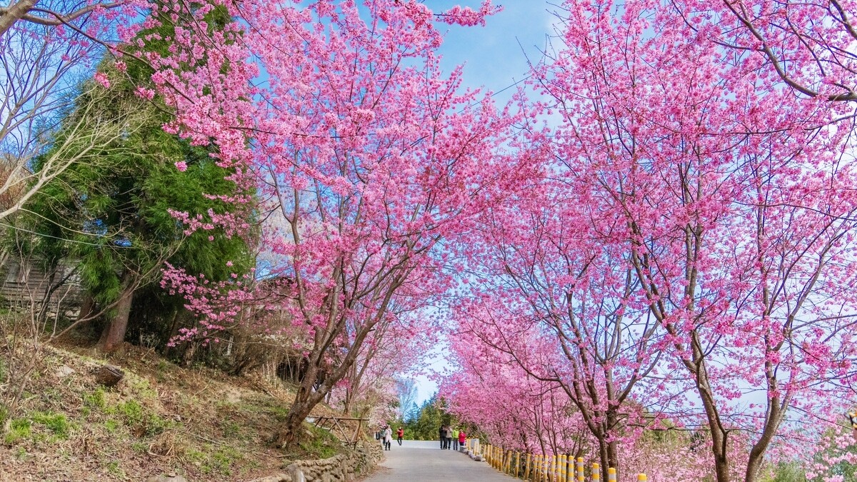 司馬庫斯櫻花美景。Photo／IG@weitingforu授權提供