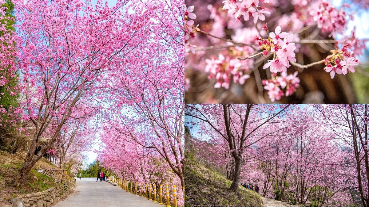 司馬庫斯櫻花美景。Photo／IG@weitingforu授權提供