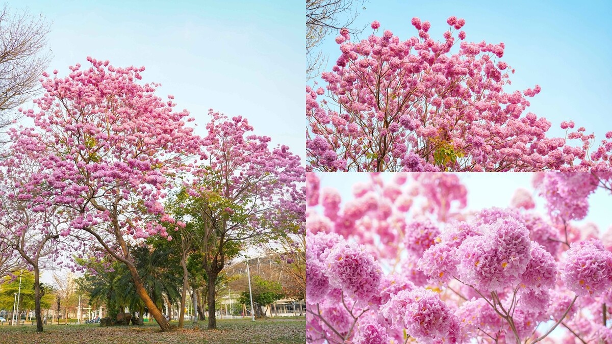 大義公園粉紅風鈴木