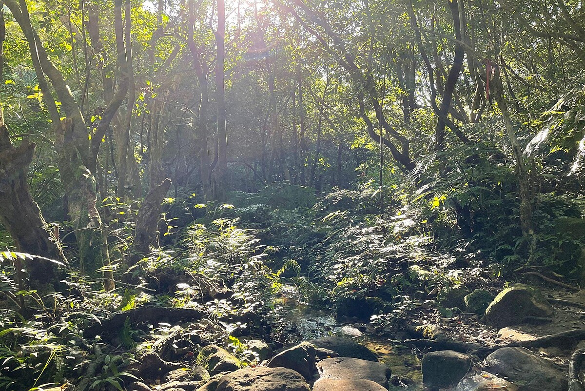 臺北大縱走第四段：雙溪溝古道原始又美麗，無疑是臺北大縱走第四段中最美麗的一段步道。