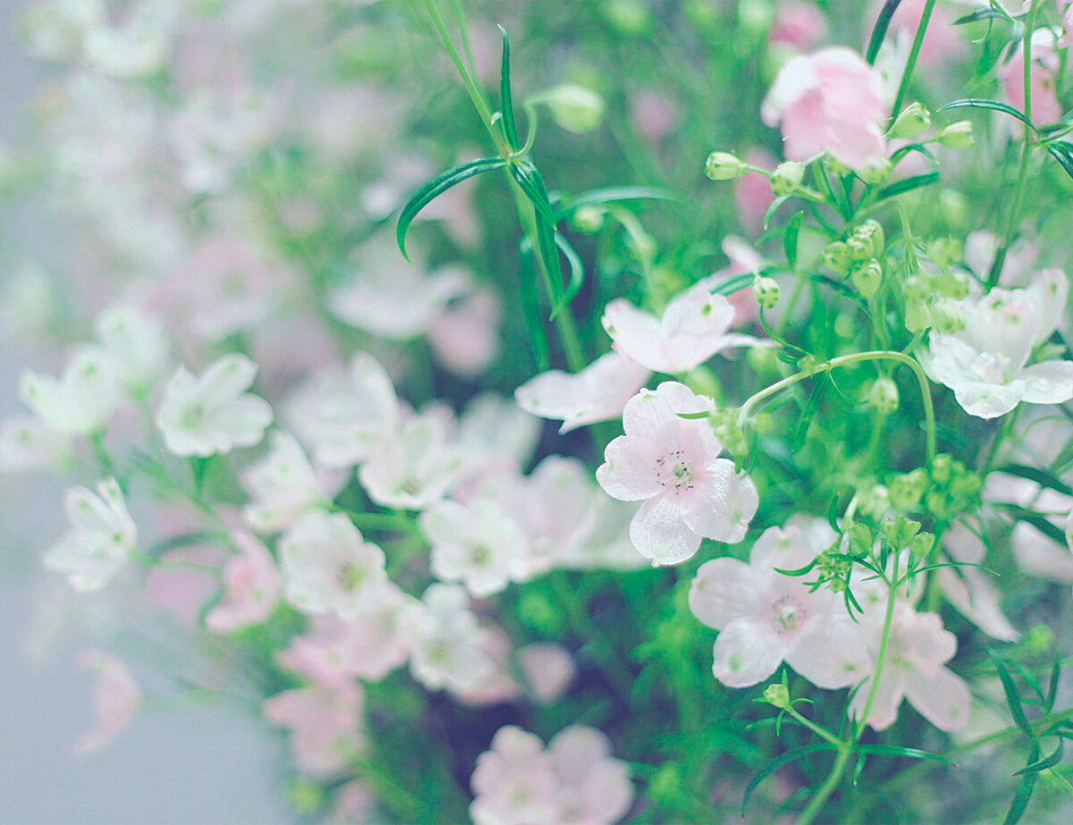 翠雀花（桜媛）。