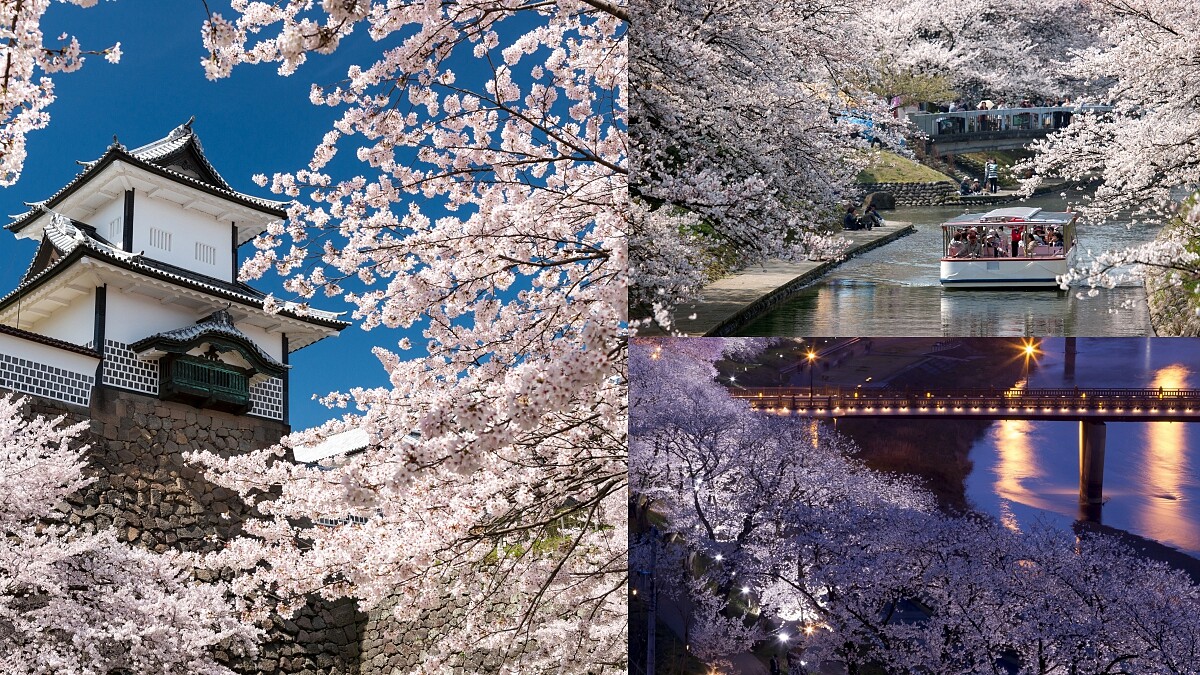 日本北陸賞櫻名所!石川、富山、福井三縣,必遊夢幻櫻花隧道漸層花海