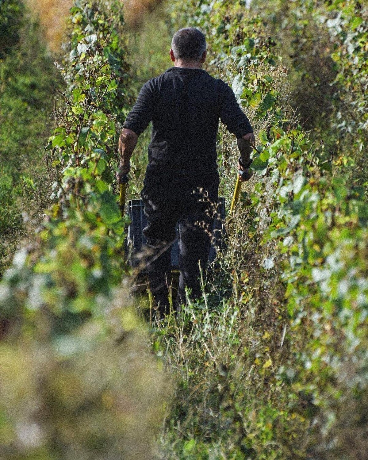 天夢始終相信「當地球美麗，葡萄酒就會美好」。