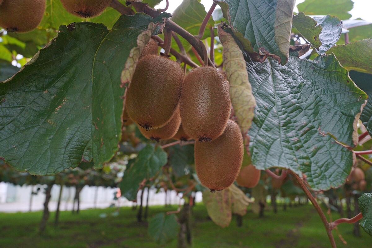 豐盛灣區(Bay of Plenty Region)可說是整個紐西蘭奇異果產業的心臟地帶。