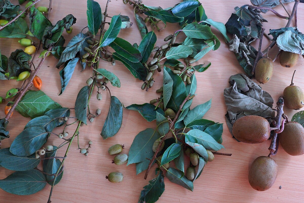 奇異果育種中心(Kiwifruit Breeding Centre)培育了許多不同品種的奇異果產品。