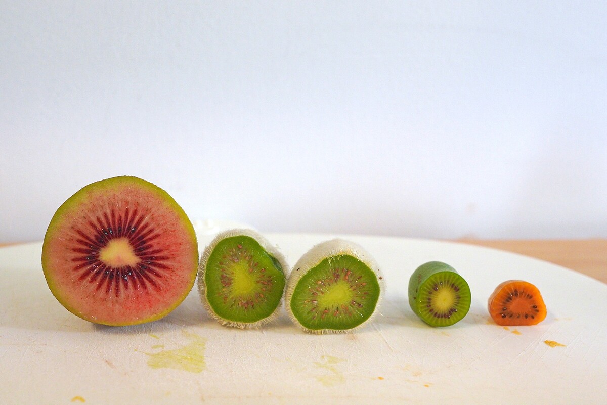 不僅外觀大不相同,風味甚至超乎一般想像,這次還品嘗了猶如辣椒辛辣的新品種。