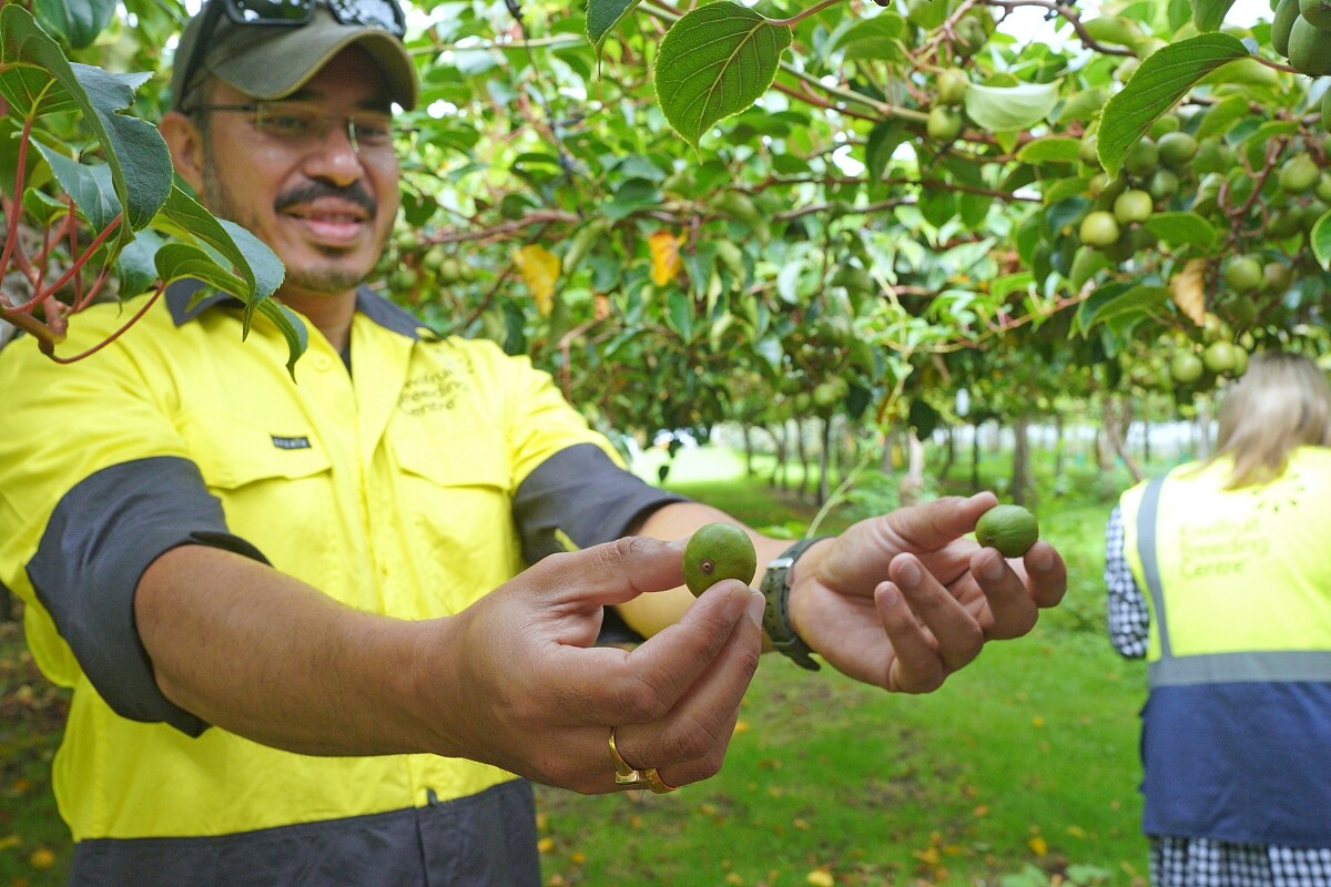 實驗室工作人員為我們展示新品種的奇異果。