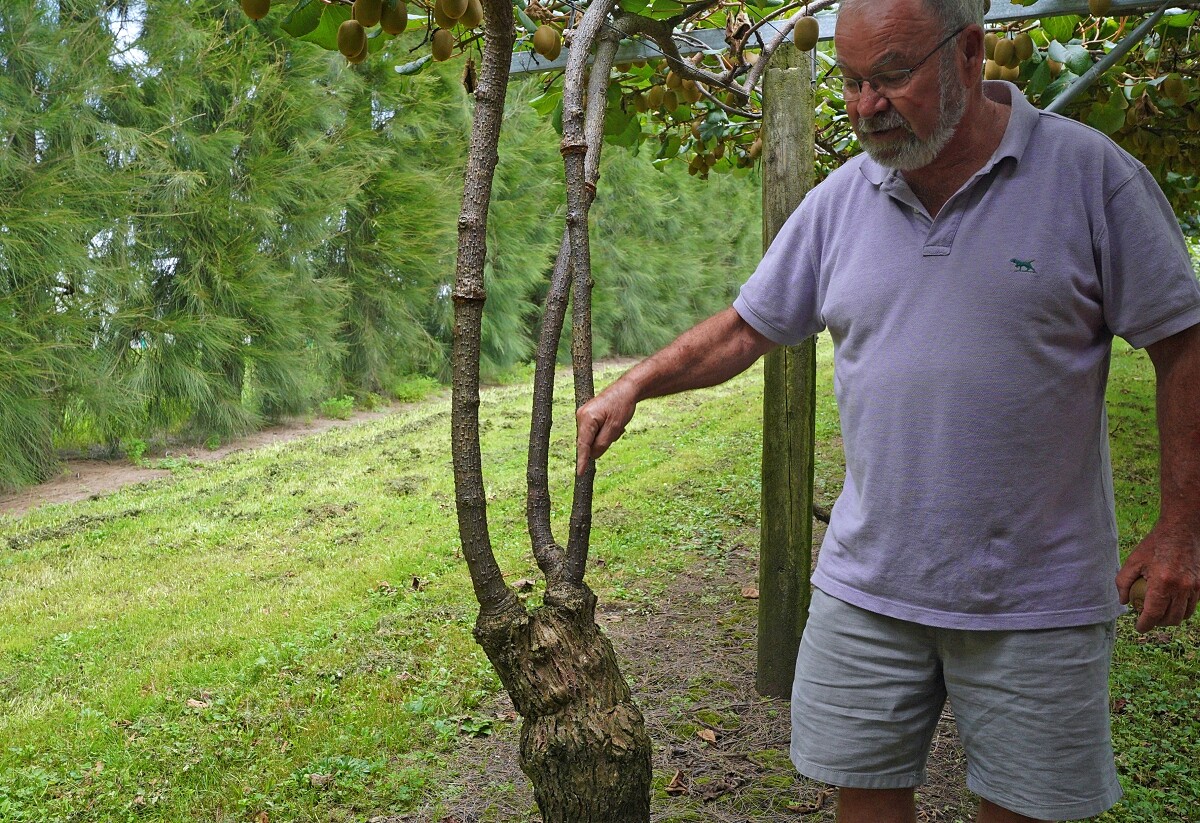 每一次種植過程都要在奇異果樹上畫一刀,好讓營養成分為道果實身上。