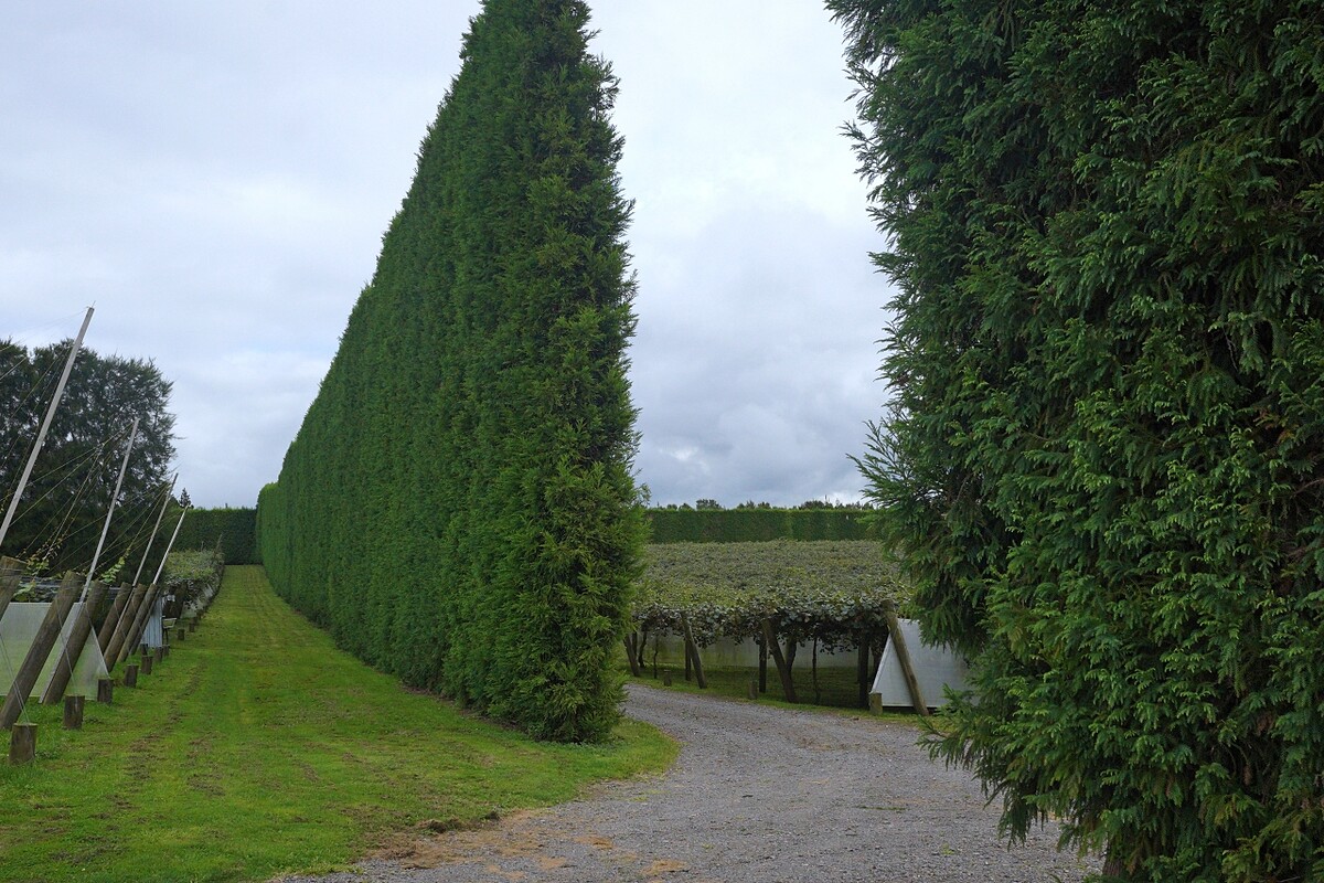 防風林能讓奇異果免於風害、凍傷以及落果。