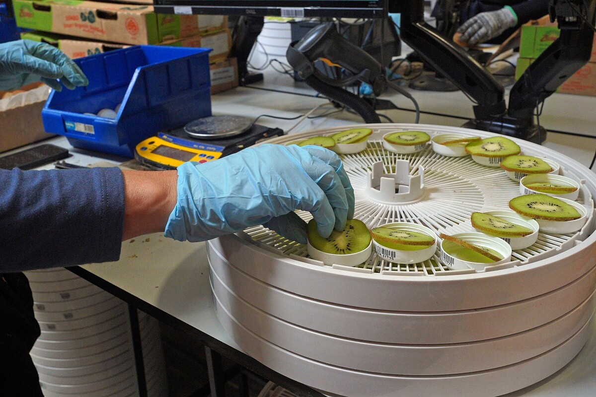 就連綠果的黑籽色澤都是檢驗項目之一。