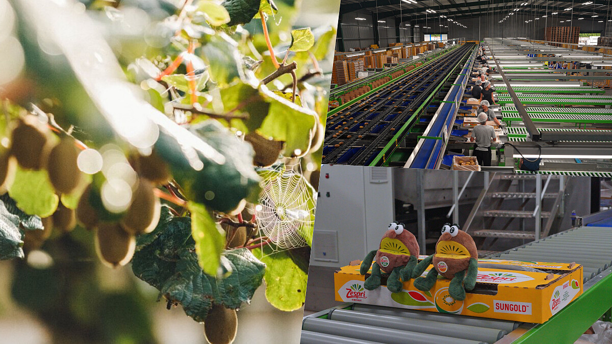 全球最大的奇異果品牌 ZESPRI® 產線大開箱,帶你一窺營養小金礦多個秘密基地