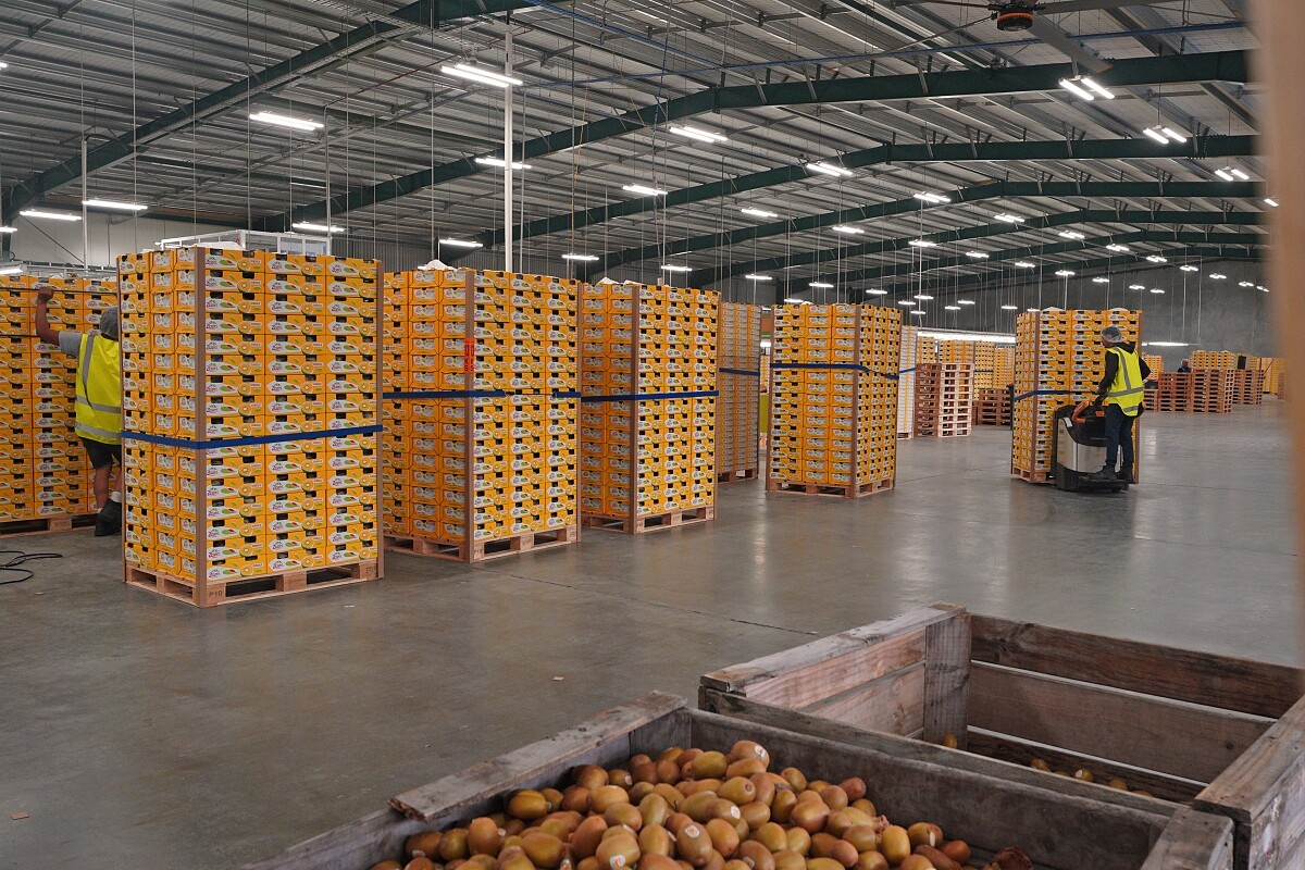 所有奇異果在4,5月採收後,會放進冷藏庫保存,在收到世界訂單後才進行發貨,因此整年都有來自紐西蘭最新鮮的奇異果可以享用。