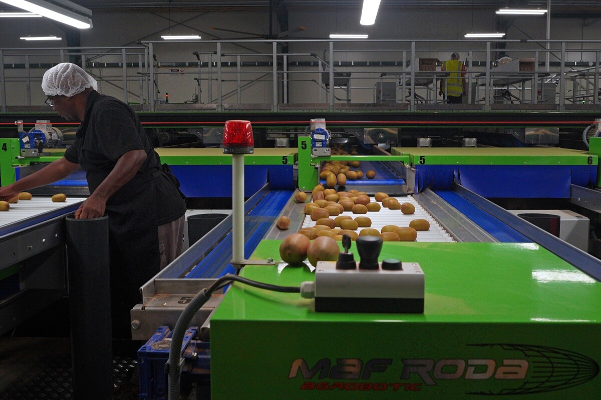 來自世界各地的背包客、員工都將在採收季聚集在豐盛灣,創造了許多工作機會。