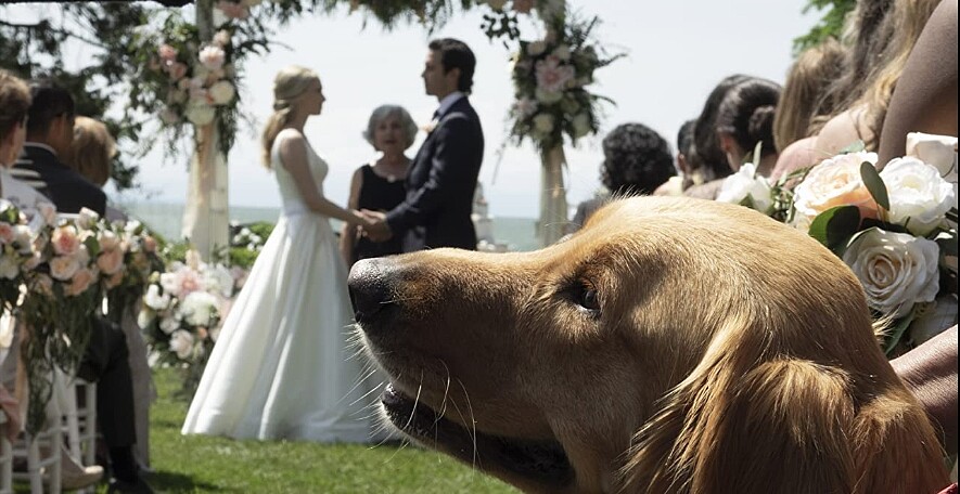 黃金獵犬陪著主人丹尼迎來妻子伊芙相識相戀婚姻,又陪伴伊芙罹癌過世。
