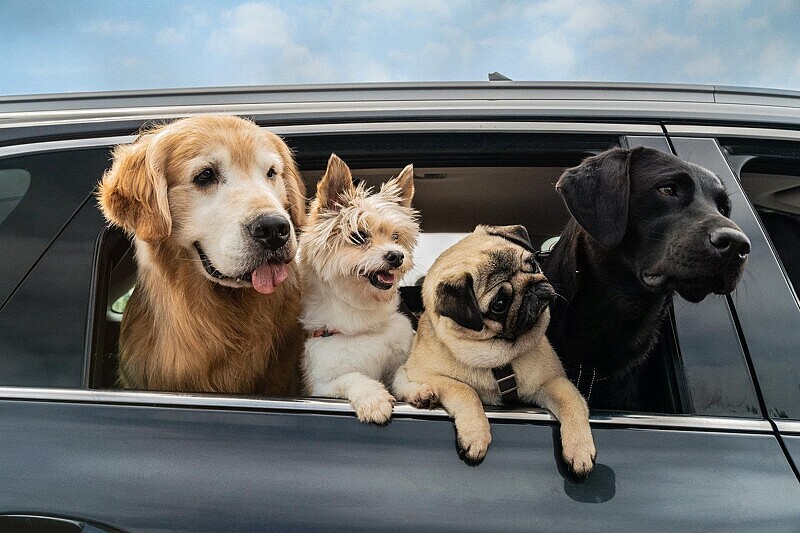 兩個男人一隻狗,踏上從首爾到濟州的寵物尋家奇遇。在路上遇到許多不同遭遇的狗狗,找不到寄宿地還不停收編更多狗狗。