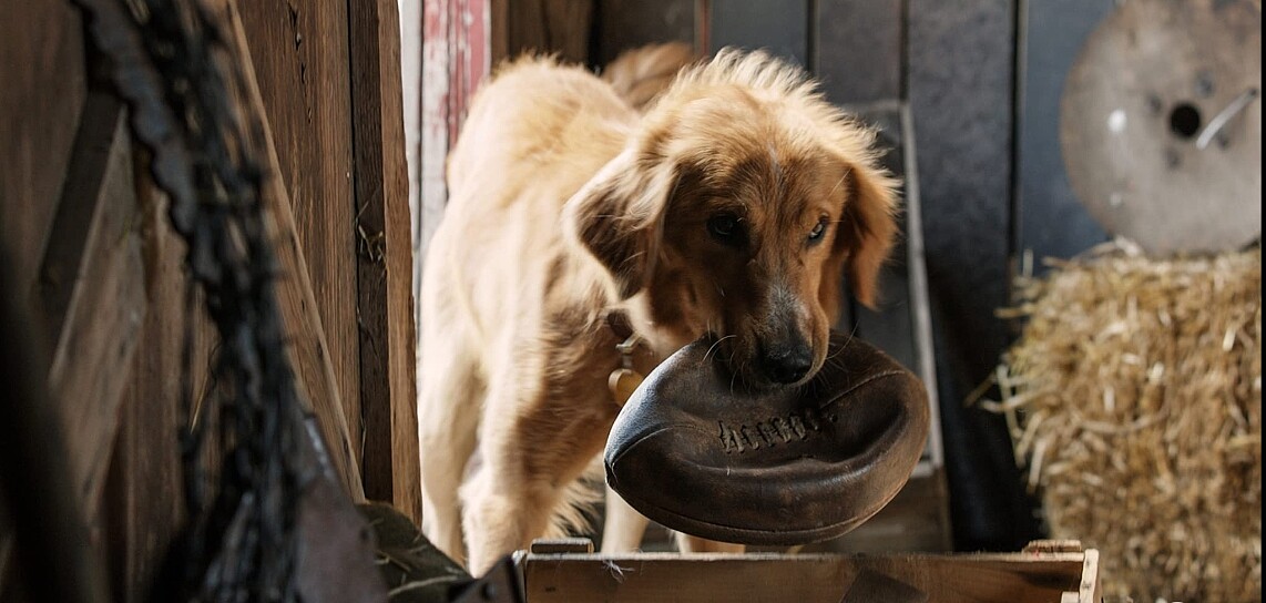貝利最愛和伊森玩拋接橄欖球跳背