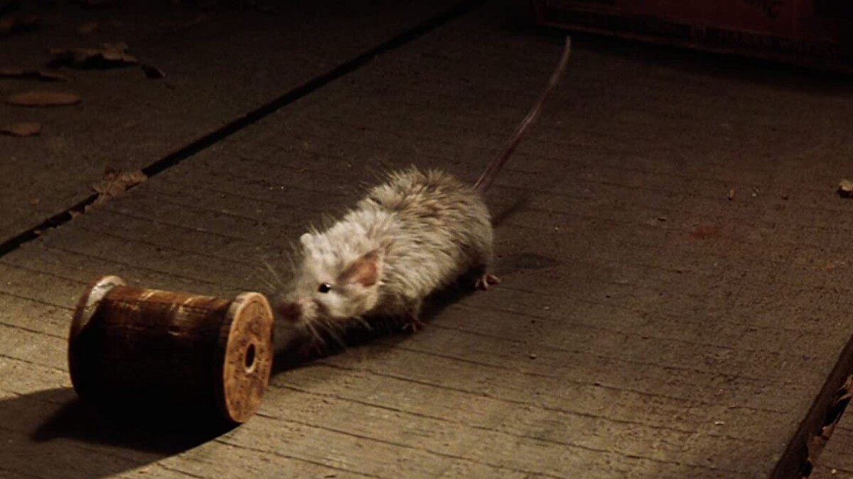 才藝老鼠叮噹先生奇蹟似的死而復生