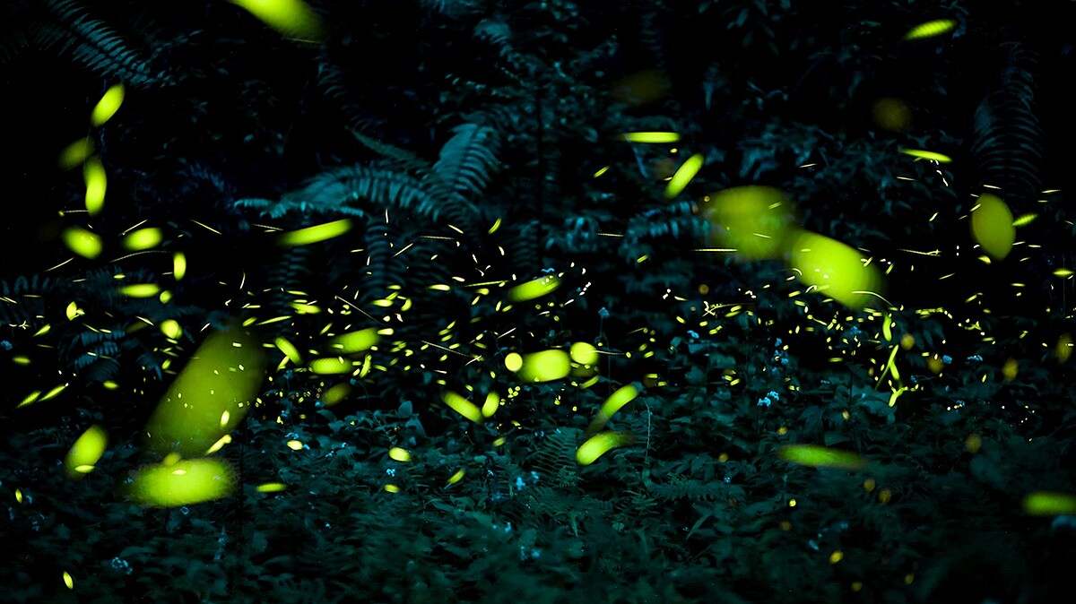 2024螢火蟲季登場!全台10大螢火蟲景點總整理,純賞螢、一日遊行程通通有